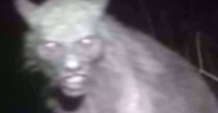 ¡IMPACTANTES IMÁGENES REVELAN UNA ENIGMÁTICA CRIATURA QUE DESATA ESPECULACIONES EN OAXACA! 1 ¡IMPACTANTES IMÁGENES REVELAN UNA ENIGMÁTICA CRIATURA QUE DESATA ESPECULACIONES EN OAXACA!