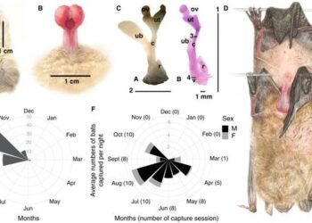 ¡REVOLUCIONARIO DESCUBRIMIENTO! MURCIÉLAGO, EL PRIMER MAMÍFERO CAPAZ DE REPRODUCIRSE SIN COITO