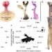 ¡REVOLUCIONARIO DESCUBRIMIENTO! MURCIÉLAGO, EL PRIMER MAMÍFERO CAPAZ DE REPRODUCIRSE SIN COITO 7 ¡REVOLUCIONARIO DESCUBRIMIENTO! MURCIÉLAGO, EL PRIMER MAMÍFERO CAPAZ DE REPRODUCIRSE SIN COITO