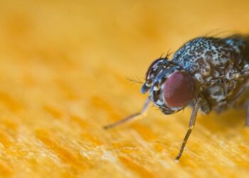 ¡HALLAZGO IMPACTANTE! MOSCA VIVA DESCUBIERTA EN EL INTESTINO DE UN HOMBRE DE 63 AÑOS DEJA PERPLEJOS A MÉDICOS ESTADOUNIDENSES