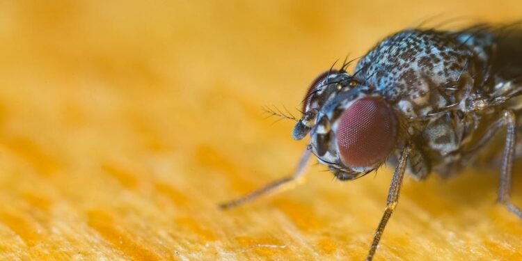 ¡HALLAZGO IMPACTANTE! MOSCA VIVA DESCUBIERTA EN EL INTESTINO DE UN HOMBRE DE 63 AÑOS DEJA PERPLEJOS A MÉDICOS ESTADOUNIDENSES 1 ¡HALLAZGO IMPACTANTE! MOSCA VIVA DESCUBIERTA EN EL INTESTINO DE UN HOMBRE DE 63 AÑOS DEJA PERPLEJOS A MÉDICOS ESTADOUNIDENSES