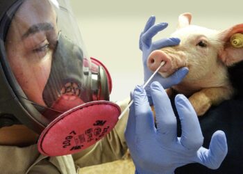 DETECTAN PRIMER CASO HUMANO DE CEPA DE GRIPE SIMILAR AL VIRUS PORCINO: ALERTA EN GRAN BRETAÑA