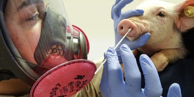 DETECTAN PRIMER CASO HUMANO DE CEPA DE GRIPE SIMILAR AL VIRUS PORCINO: ALERTA EN GRAN BRETAÑA 1 DETECTAN PRIMER CASO HUMANO DE CEPA DE GRIPE SIMILAR AL VIRUS PORCINO: ALERTA EN GRAN BRETAÑA