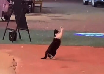 DADDY YANKEE ANUNCIA RETIRO ARTÍSTICO PARA EMBRAGAR UNA NUEVA VIDA EN CRISTO