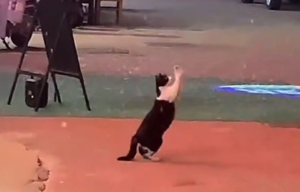 VIDEO VIRAL LE DA LA VUELTA AL MUNDO DONDE UN GATO DISFRUTA DE LA NIEVE 1 DADDY YANKEE ANUNCIA RETIRO ARTÍSTICO PARA EMBRAGAR UNA NUEVA VIDA EN CRISTO