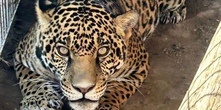 DECOMISAN ANIMALES EXÓTICOS EN CATEO VINCULADO A CÁRTEL EN IXTLAHUACÁN DEL RÍO 1 CRISTIANO RONALDO GUÍA AL AL-NASSR A UNA VICTORIA 5-2 SOBRE EL AL ITTIHAD EN LA SUPERLIGA DE ARABIA SAUDITA