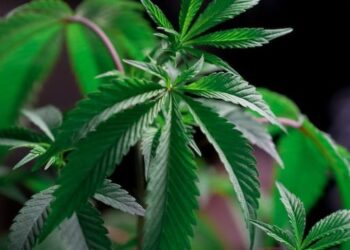 UCRANIA APRUEBA HISTÓRICA LEGALIZACIÓN DE MARIHUANA MEDICINAL: RESPUESTA INNOVADORA ANTE EL ESTRÉS POSGUERRA