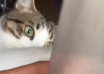 IMPRESIONANTE RESCATE FELINO: GATO SE CONVIERTE EN HÉROE AL SALVAR A SU DUEÑO EN APRIETOS EN UN BALCÓN