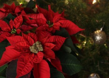 ¡ALERTA NAVIDEÑA! LA FLOR DE NAVIDAD, UN PELIGRO INVISIBLE PARA TUS MASCOTAS