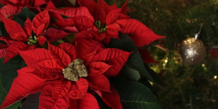 ¡ALERTA NAVIDEÑA! LA FLOR DE NAVIDAD, UN PELIGRO INVISIBLE PARA TUS MASCOTAS 1 ¡ALERTA NAVIDEÑA! LA FLOR DE NAVIDAD, UN PELIGRO INVISIBLE PARA TUS MASCOTAS
