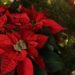 ¡ALERTA NAVIDEÑA! LA FLOR DE NAVIDAD, UN PELIGRO INVISIBLE PARA TUS MASCOTAS 7 ¡ALERTA NAVIDEÑA! LA FLOR DE NAVIDAD, UN PELIGRO INVISIBLE PARA TUS MASCOTAS