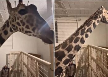 ¡TRAVESÍA EXITOSA! BENITO, LA JIRAFA, LLEGA A SU NUEVO HOGAR EN AFRICAM SAFARI DESPUÉS DE UN VIAJE DE MÁS DE 30 HORAS