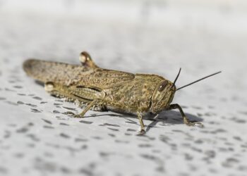 ALERTA EN EL ESTADO DE MÉXICO ANTE INVASIÓN DE LANGOSTA CENTROAMERICANA