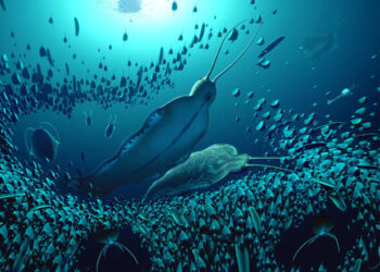 DESCUBRIMIENTO EN GROENLANDIA: FÓSIL DE GUSANO DEPREDADOR GIGANTE DE 518 MILLONES DE AÑOS