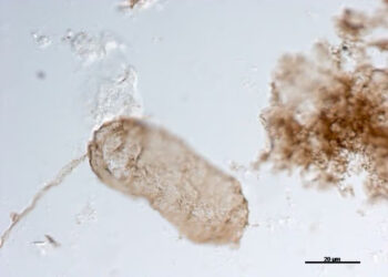 DESCUBRIMIENTO DE FÓSILES REVELA UN GIRO EN LA EVOLUCIÓN DE LA FOTOSÍNTESIS Y APUNTA A CLAVES PARA LA BÚSQUEDA DE VIDA EXTRATERRESTRE
