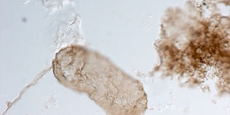 DESCUBRIMIENTO DE FÓSILES REVELA UN GIRO EN LA EVOLUCIÓN DE LA FOTOSÍNTESIS Y APUNTA A CLAVES PARA LA BÚSQUEDA DE VIDA EXTRATERRESTRE