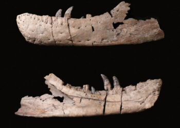 DESCUBRIMIENTO PALEONTOLÓGICO: UN NUEVO TIRANOSAURIO, ANTECESOR DEL T. REX, REVELA SECRETOS DEL PASADO