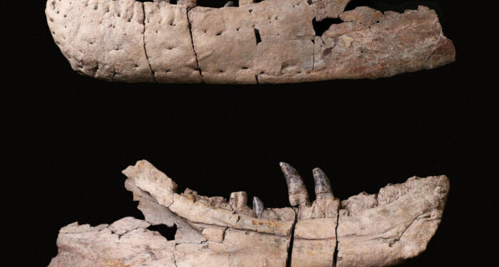 DESCUBRIMIENTO PALEONTOLÓGICO: UN NUEVO TIRANOSAURIO, ANTECESOR DEL T. REX, REVELA SECRETOS DEL PASADO 1 DESCUBRIMIENTO PALEONTOLÓGICO: UN NUEVO TIRANOSAURIO, ANTECESOR DEL T. REX, REVELA SECRETOS DEL PASADO