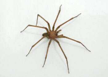 EMPLEADO DE MINISO EN XALAPA HOSPITALIZADO TRAS SER MORDIDO POR ARAÑA; SE SOSPECHA DE VIOLINISTA