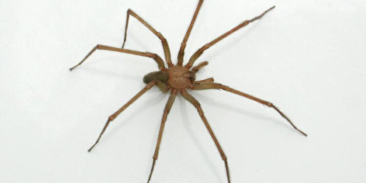 EMPLEADO DE MINISO EN XALAPA HOSPITALIZADO TRAS SER MORDIDO POR ARAÑA; SE SOSPECHA DE VIOLINISTA