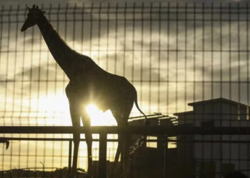 JIRAFA BENITO ES TRASLADADA DESDE CIUDAD JUÁREZ A AFRICAM SAFARI PARA CONSERVACIÓN