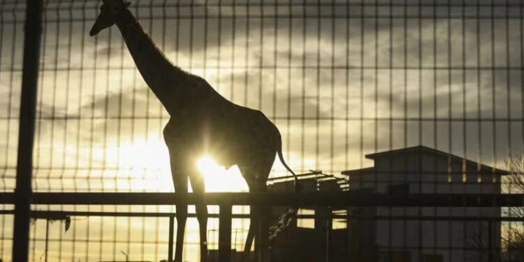 JIRAFA BENITO ES TRASLADADA DESDE CIUDAD JUÁREZ A AFRICAM SAFARI PARA CONSERVACIÓN 1 JIRAFA BENITO ES TRASLADADA DESDE CIUDAD JUÁREZ A AFRICAM SAFARI PARA CONSERVACIÓN