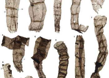 DESCUBRIMIENTO EN CHINA: FÓSILES MULTICELULARES REVELAN ORÍGENES ANTIGUOS