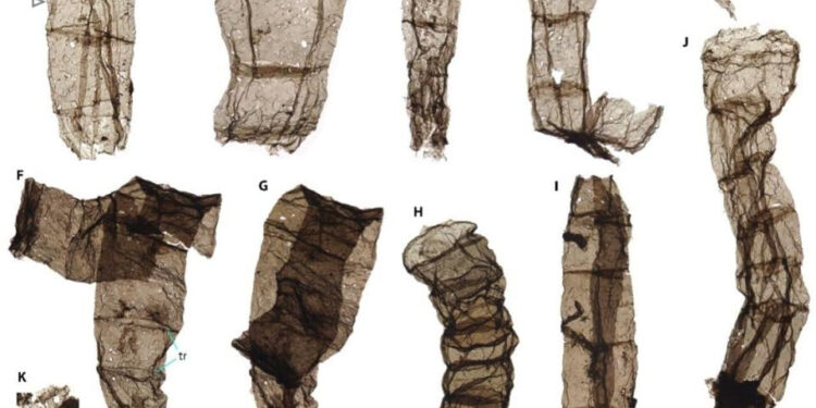 DESCUBRIMIENTO EN CHINA: FÓSILES MULTICELULARES REVELAN ORÍGENES ANTIGUOS