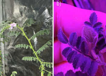 DESCUBRIMIENTO EN LA LUNA: PLANTAS DE GARBANZO CRECEN EN SUELO SIMULADO LUNAR