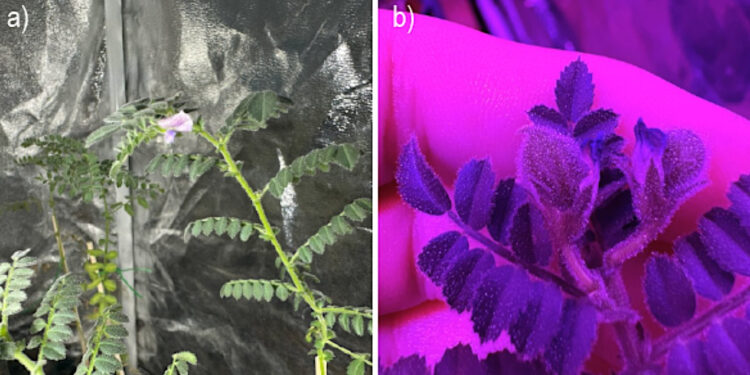 DESCUBRIMIENTO EN LA LUNA: PLANTAS DE GARBANZO CRECEN EN SUELO SIMULADO LUNAR 1 DESCUBRIMIENTO EN LA LUNA: PLANTAS DE GARBANZO CRECEN EN SUELO SIMULADO LUNAR