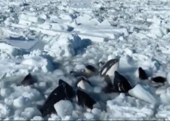 DRAMÁTICA LUCHA DE ORCAS ATRAPADAS EN EL HIELO: IMPACTANTES IMÁGENES DESDE JAPÓN