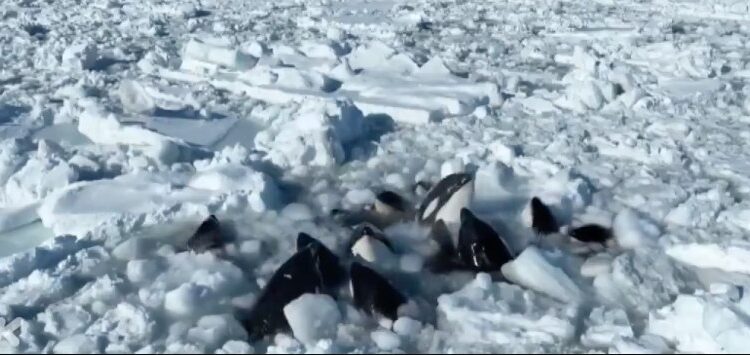 DRAMÁTICA LUCHA DE ORCAS ATRAPADAS EN EL HIELO: IMPACTANTES IMÁGENES DESDE JAPÓN 1 DRAMÁTICA LUCHA DE ORCAS ATRAPADAS EN EL HIELO: IMPACTANTES IMÁGENES DESDE JAPÓN