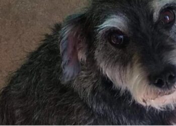 EXIGEN JUSTICIA TRAS BRUTAL ATAQUE A PERRITA EN ZUMPANGO: PROPRIETARIOS CLAMAN POR ACCIÓN