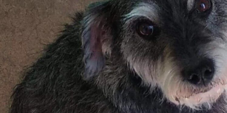 EXIGEN JUSTICIA TRAS BRUTAL ATAQUE A PERRITA EN ZUMPANGO: PROPRIETARIOS CLAMAN POR ACCIÓN