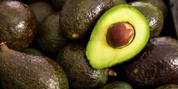 FAMILIAS MEXICANAS SE PREPARAN PARA EL SUPER BOWL CULTIVANDO AGUACATES 1 FAMILIAS MEXICANAS SE PREPARAN PARA EL SUPER BOWL CULTIVANDO AGUACATES