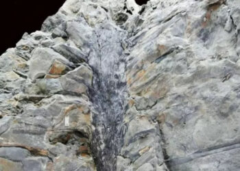 CIENTÍFICOS DESCUBREN FÓSIL ÚNICO DE ÁRBOL PRIMITIVO