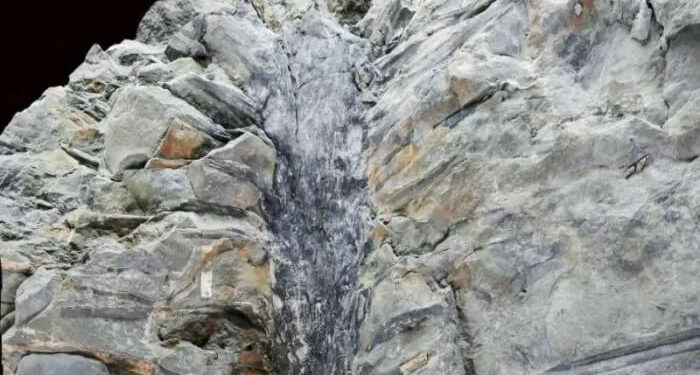 CIENTÍFICOS DESCUBREN FÓSIL ÚNICO DE ÁRBOL PRIMITIVO