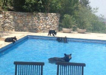 FAMILIA DE OSOS NADA Y SE TIRA CLAVADOS EN ALBERCA DE SAN PEDRO