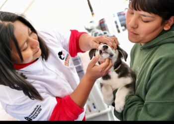 ARMAN BRIGADA DE MASCOTAS EN EL CARMEN