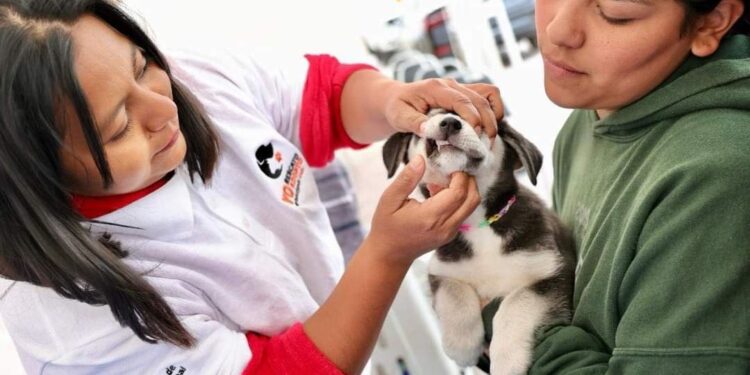 ARMAN BRIGADA DE MASCOTAS EN EL CARMEN
