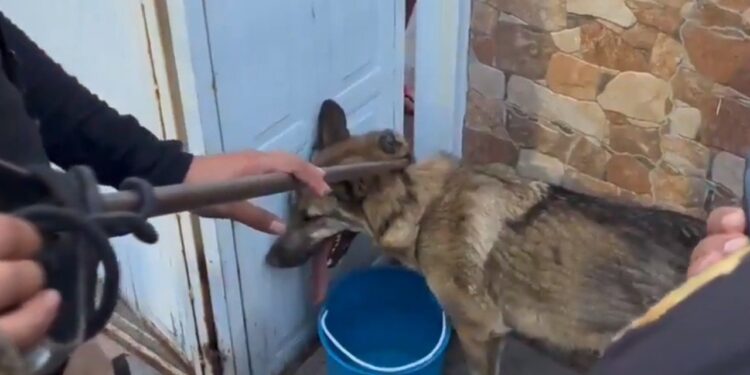 LOBO CAPTURADO NO PERTENECE AL ZOOLÓGICO DE SAN JUAN DE ARAGÓN; ACLARAN LA SECRETARÍA DEL MEDIO AMBIENTE Y PROTECCIÓN CIVIL 1 LOBO CAPTURADO NO PERTENECE AL ZOOLÓGICO DE SAN JUAN DE ARAGÓN; ACLARAN LA SECRETARÍA DEL MEDIO AMBIENTE Y PROTECCIÓN CIVIL