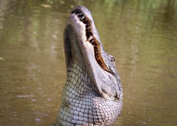 ATAQUE DE COCODRILO A UNA FAMILIA EN ZIHUATANEJO