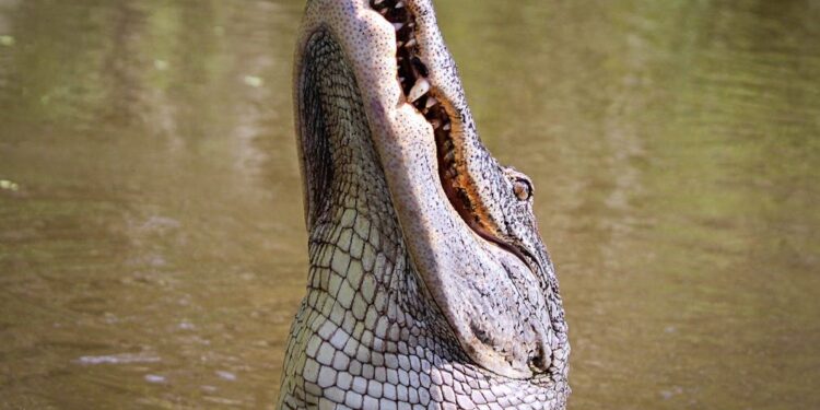 ATAQUE DE COCODRILO A UNA FAMILIA EN ZIHUATANEJO 1 ATAQUE DE COCODRILO A UNA FAMILIA EN ZIHUATANEJO