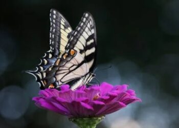 MARAVILLAS ALADAS: MARIPOSAS, INDICADORES DEL CAMBIO CLIMÁTICO