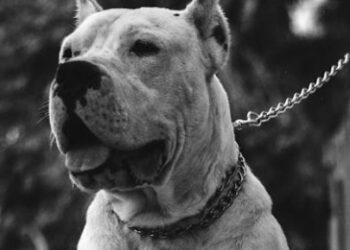 PITBULL MATA A NIÑO QUE INTENTÓ ACARICIARLO