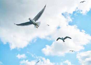 ECOCIDIO EN ENSENADA: MATAN AVES PARA EVENTO DE LA NORRA EN EE. UU.