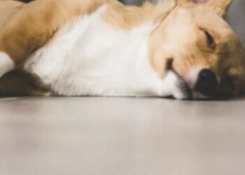 NUEVO ACTO DE CRUELDAD ANIMAL EN YUCATÁN: INFAME ATAQUE COBRA LA VIDA DE UNA CACHORRITA