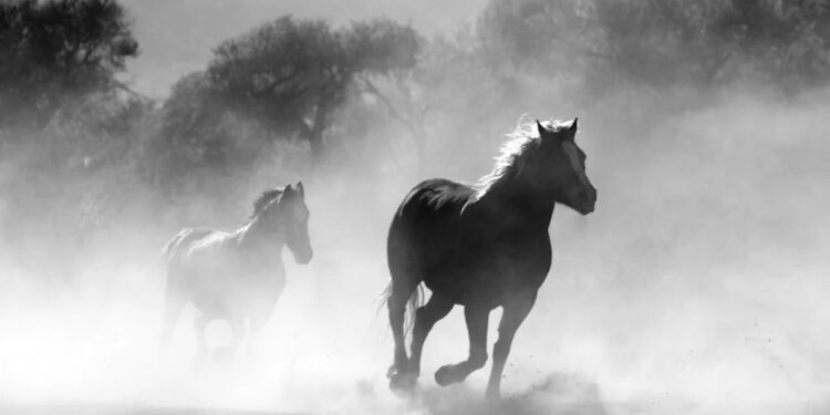 AUSTRALIA PLANEA CONTROLAR LA POBLACIÓN DE CABALLOS SALVAJES CON ATAQUES AÉREOS 1 AUSTRALIA PLANEA CONTROLAR LA POBLACIÓN DE CABALLOS SALVAJES CON ATAQUES AÉREOS