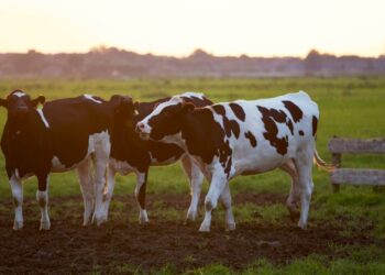ALERTA POR GRIPE AVIAR: PRIMER CASO DE CONTAGIO HUMANO POR CONTACTO CON VACAS DESPIERTA TEMORES PANDEMIALES