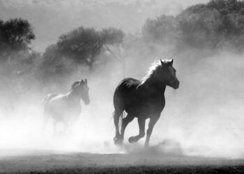 TRÁGICO ACCIDENTE COBRA LA VIDA DE UN HOMBRE TRAS CAÍDA DE CABALLO EN HIDALGO, DURANGO